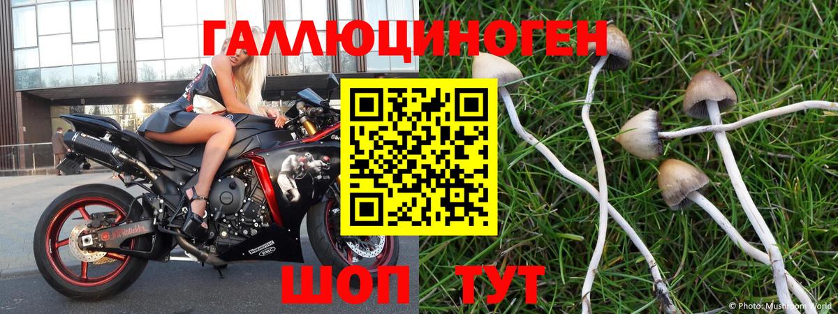 Томск  как найти   Вход с VPN  Галлюциногенные грибы прущие грибы 